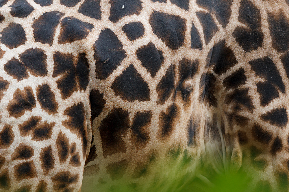 Muster. Giraffa camelopardalis