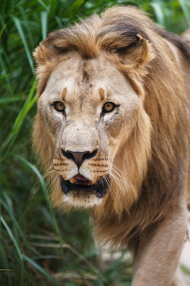 Lõvi. Panthera leo